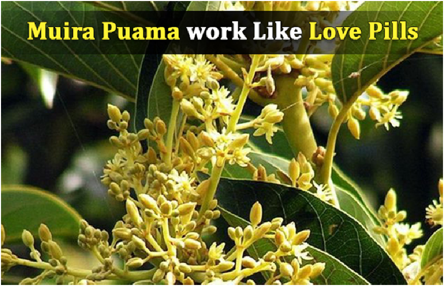 Muira Puama work Like Love Pills