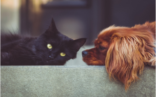 Pet's Health Naturally