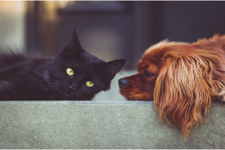 Pet's Health Naturally
