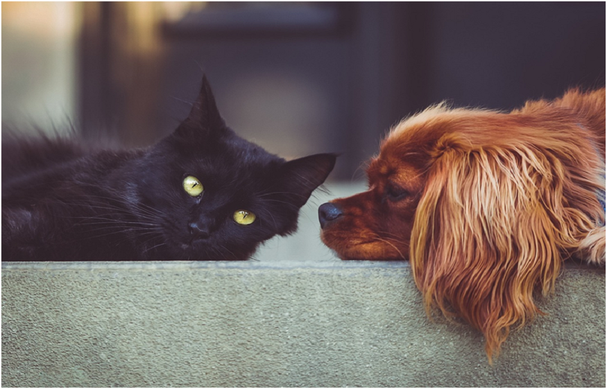 Pet's Health Naturally